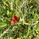Lathyrus cicera flower picture by Anja Sahinidis (cc-by-sa)