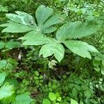 Podophyllum peltatum flower picture by Marlee Lindon (cc-by-sa)