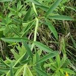 Coreopsis tripteris leaf picture by Len Stafford (cc-by-sa)