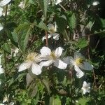 Clematis montana flower picture by Yogi Yoginder Singh (cc-by-sa)