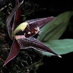 Paphinia cristata flower picture by Daniel Barthelemy (cc-by-nc)