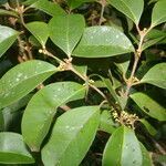 Eugenia cartagensis leaf picture by Nelson Zamora Villalobos (cc-by-nc)