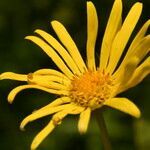 Doronicum carpetanum flower picture by Carlos Villasante (cc-by-sa)
