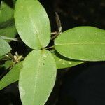 Calopogonium galactioides leaf picture by Nelson Zamora Villalobos (cc-by-nc)