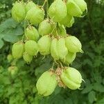 Staphylea pinnata fruit picture by Gerd Suessbier (cc-by-sa)