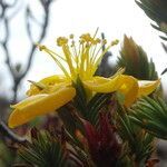 Hypericum juniperinum flower picture by Fabien Anthelme (cc-by-sa)