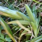 Gentiana pyrenaica leaf picture by Yoan MARTIN (cc-by-sa)