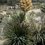 Nolina parryi habit picture by Daniel Barthelemy (cc-by-nc)