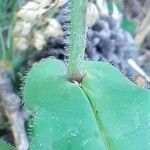 Hieracium prenanthoides leaf picture by Pietro Brignoli (cc-by-sa)