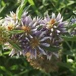 Glycyrrhiza echinata flower picture by Radoslav Marinkovic (cc-by-sa)