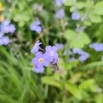 Myosotis arvensis flower picture by Önke Pönke (cc-by-sa)