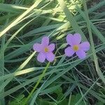 Oxalis obliquifolia flower picture by Emma Franklin (cc-by-sa)