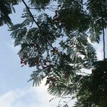 Delonix regia flower picture by Cheruiyot Goodluck (cc-by-sa)