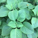 Plectranthus barbatus leaf picture by André Hirsch (cc-by-sa)