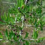 Schinus fasciculata leaf picture by Trap Hers (cc-by-sa)