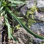 Bupleurum stellatum habit picture by Yoan MARTIN (cc-by-sa)