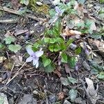 Viola canina habit picture by Florian Scheibelreiter (cc-by-sa)
