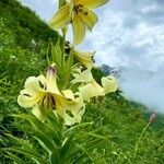 Lilium monadelphum flower picture by lleta (cc-by-sa)