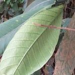 Tabernaemontana pachysiphon leaf picture by Maarten Vanhove (cc-by-sa)