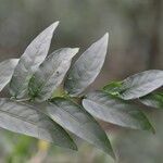 Cestrum fragile leaf picture by Nelson Zamora Villalobos (cc-by-nc)