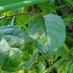 Celastrus orbiculatus leaf picture by Milo Aquarius (cc-by-sa)