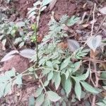 Solanum seaforthianum habit picture by Maarten Vanhove (cc-by-sa)