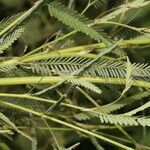 Aeschynomene filosa leaf picture by Nelson Zamora Villalobos (cc-by-nc)
