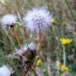 Crepis biennis fruit picture by Wolfram Pethe (cc-by-sa)