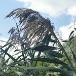 Arundo donax flower picture by alessandra bertoletti (cc-by-sa)
