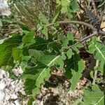 Brassica montana leaf picture by Aurore GRANGIER (cc-by-sa)