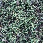 Herniaria glabra habit picture by Diego Alex (cc-by-sa)