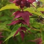Leycesteria formosa flower picture by Saidhbh Saidhbh (cc-by-sa)