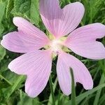 Malva thuringiaca flower picture by lucaciu ionel (cc-by-sa)