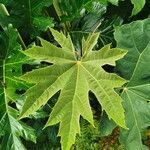 Tetrapanax papyrifer leaf picture by Keith Ashford (cc-by-sa)