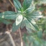 Scoparia dulcis leaf picture by Rajendra Rajendra Choure (cc-by-sa)