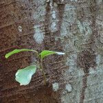 Ficus thonningii leaf picture by Maarten Vanhove (cc-by-sa)