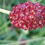 Sanguisorba officinalis flower picture by walter kern (cc-by-sa)