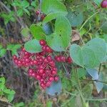 Smilax aspera fruit picture by sedot (cc-by-sa)