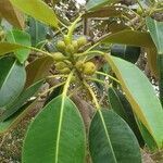 Ficus macrophylla fruit picture by de raj (cc-by-sa)