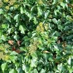 Hedera colchica habit picture by Trap Hers (cc-by-sa)