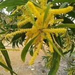 Acacia auriculiformis flower picture by Noel Dionson (cc-by-sa)