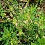 Lepidium densiflorum flower picture by Stephanie Johnmark (cc-by-sa)