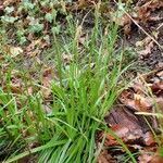 Carex sylvatica habit picture by Yoan MARTIN (cc-by-sa)