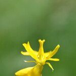 Hypecoum procumbens flower picture by margarida vila (cc-by-sa)