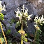 Lamium bifidum flower picture by Sarah Marthaler (cc-by-sa)