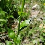 Barbarea orthoceras leaf picture by Bianca Legault (cc-by-sa)