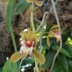Cymbidium finlaysonianum flower picture by jing G (cc-by-sa)