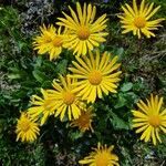 Doronicum clusii flower picture by josef casutt (cc-by-sa)