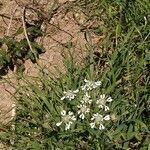 Caucalis platycarpos flower picture by Vito Vito (cc-by-sa)