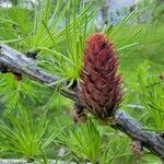 Larix laricina flower picture by Michel G (cc-by-sa)